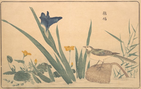 The Pied Wagtail, 1789. Creator: Kitao Masayoshi.