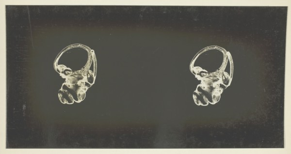 The Labyrinth of Animals; Including Mammals, Birds, Reptiles, & Amphibians - Vol. I, 1907; 1900/08. Creator: Unknown.