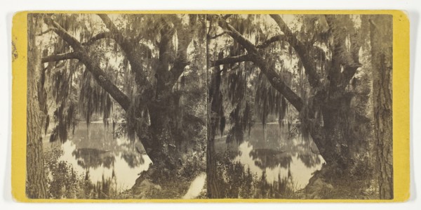 Unititled [Spanish moss on a tree], 1875/99.  Creator: Unknown.