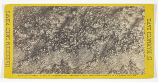 Rosa's Bower, 1866. Creator: Charles Waldack.