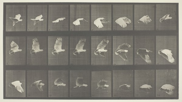 Animal Locomotion, Plate 758, 1887. Creator: Eadweard J Muybridge.