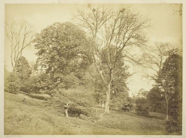 Rook Shooting, May 21, 1881. Creator: Henry Peach Robinson.
