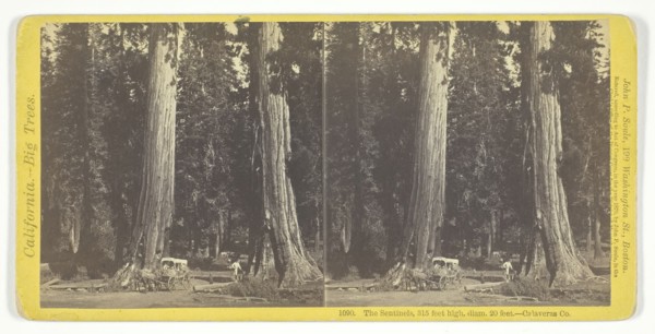 The Sentinels, 315 feet high, diam. 20 feet - Calaveras County, 1870. Creator: John P. Soule.