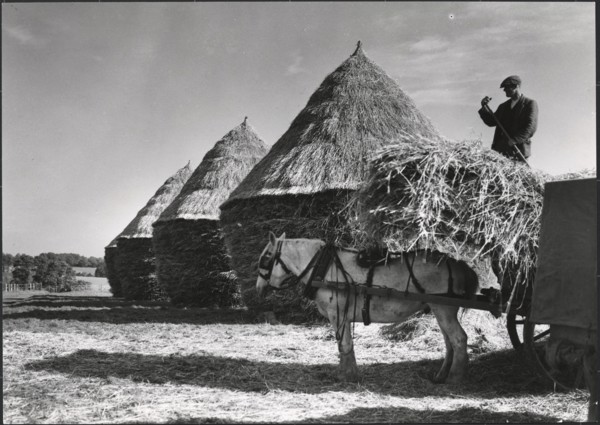 Hayricks, Ashridge Farm, Green End Road, Radnage, Wycombe, Buckinghamshire, 1930s. Creator: J Dixon Scott.