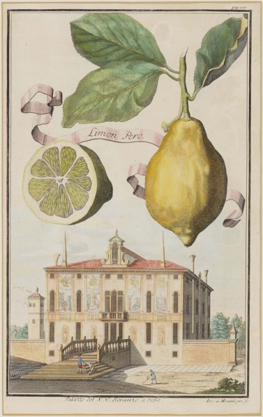 Limon Pero. Creator: Montalegre, Joseph de (active 1696-1729).