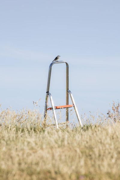 Songbird perched on a stepladder, St Cuthbert's Isle, Holy Island, Northumberland, 2018. Creator: Alun Bull.