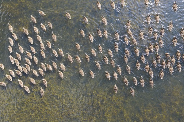 Ducks on a pond, Allerton Park, Allerton Mauleverer, North Yorkshire, 2019. Creator: Alun Bull.