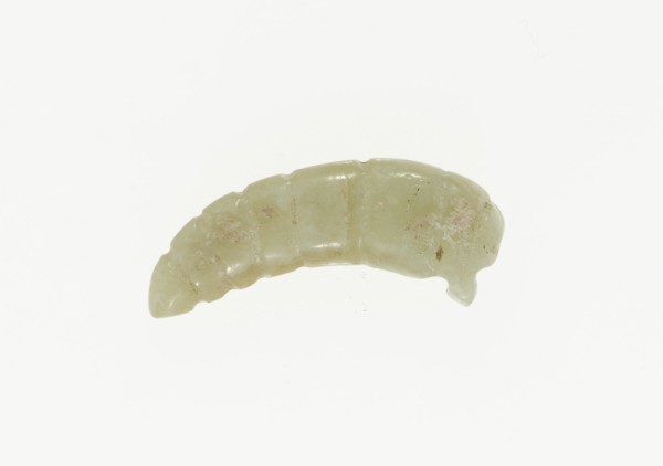 Silkworm Pupa Pendant, Shang or Western Zhou period, 13th/10th century B.C. Creator: Unknown.