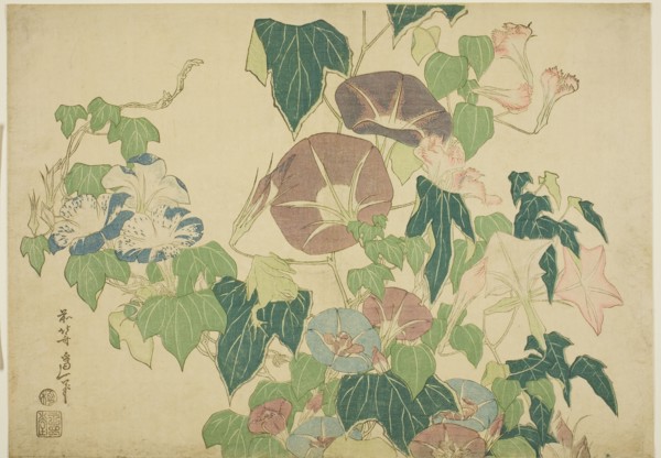 Morning Glories and Tree-frog, from an untitled series of Large Flowers, Japan, c. 1833/34.