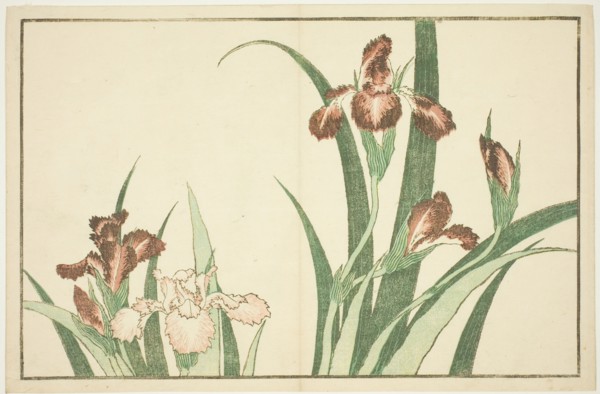 Iris, from The Picture Book of Realistic Paintings of Hokusai (Hokusai shashin gafu), Japan, c. 1814.