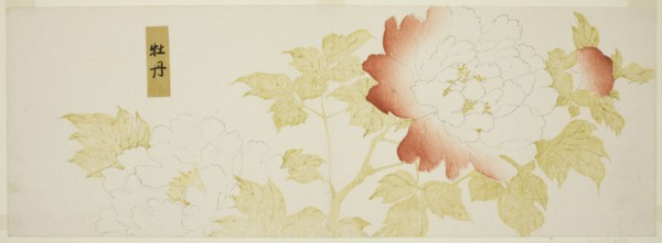 Peonies, Japan, n.d.