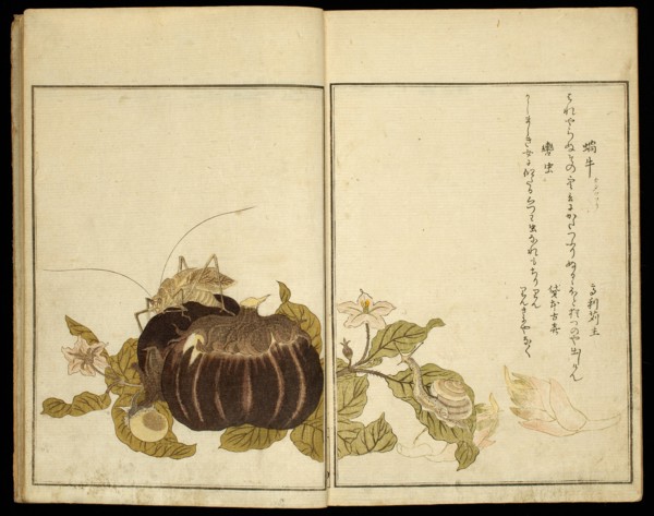 Picture Book: Selected Insects (Ehon mushi erabi), Japan, 1788. Aubergine, snail and grasshopper.