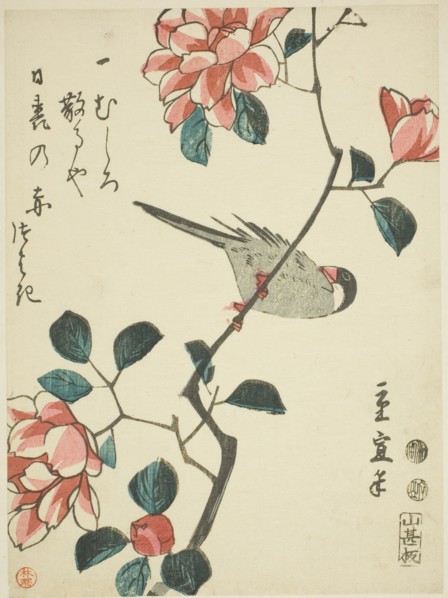 Sparrow on camellia branch, c. 1847/52.