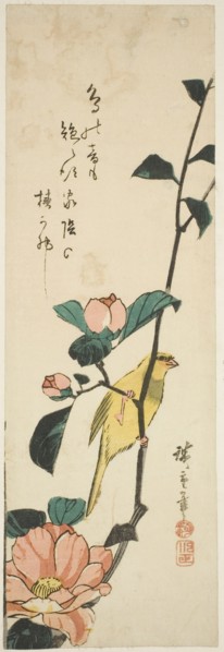 Canary and camellias, 1840s.