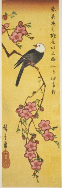 White-headed bird on peach branch, c. 1840.