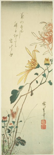 Chrysanthemums, c. 1840.