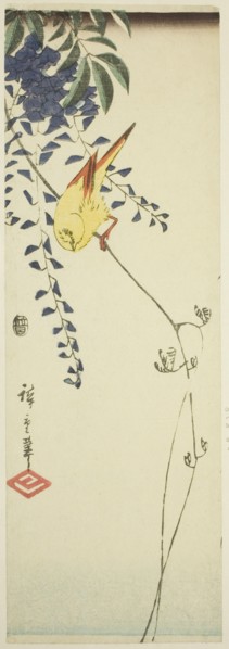 Canary and wisteria, c. 1843/47.