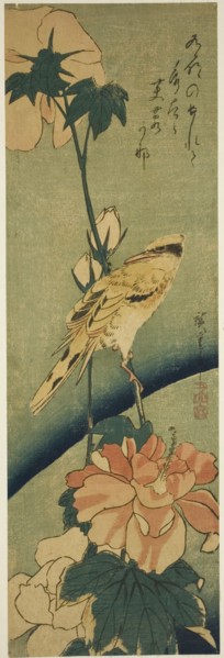 Blacked-naped oriole on hibiscus, mid-1830s.