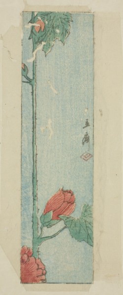 Envelope with hibiscus, n.d.