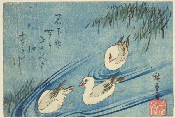 Oystercatchers, c. 1833/34.