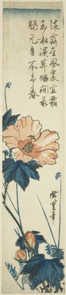 Hibiscus, 1830s.