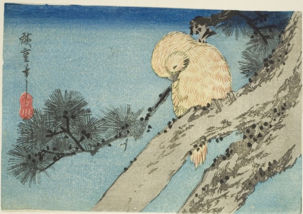 Owl on pine branch, 1830s.
