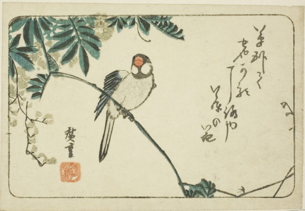 Sparrow and wisteria, n.d.