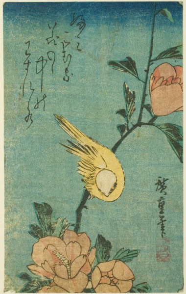 Yellow bird and hibiscus, c. 1830s.