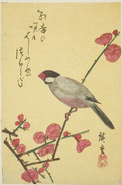 Java sparrow on plum branch, 1830s.