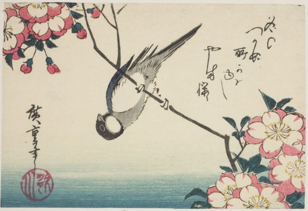 Great tit on cherry blossom branch, 1830s.