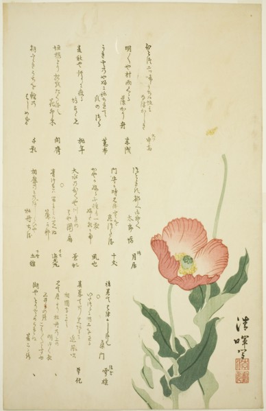 Two Poppies, c. early 1820s.