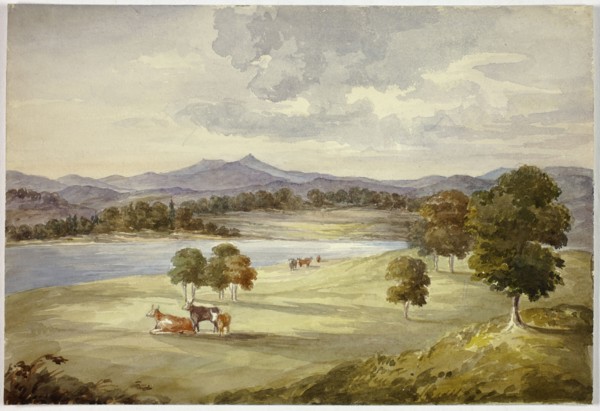 Cows in Landscape, n.d.