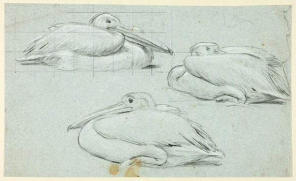 Three Sketches of Pelicans, n.d.