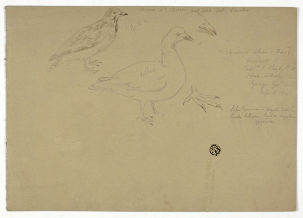 Sketches of Birds, c. 1888.