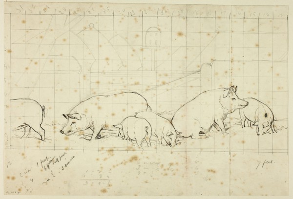 Pigs, n.d.