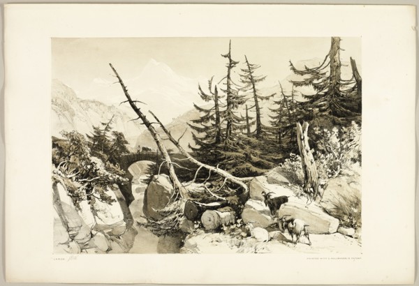 Larch, from The Park and the Forest, 1841.