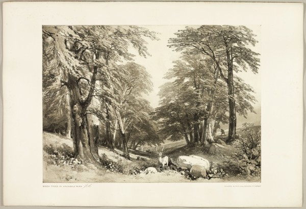 Beech Trees in Arundale Park, from The Park and the Forest, 1841.