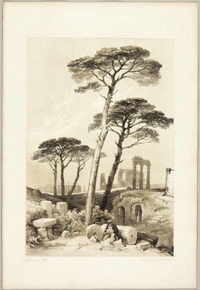 Stone Pines, from The Park and the Forest, 1841.