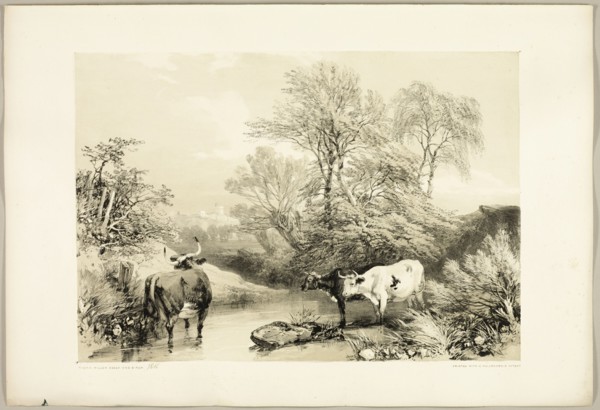 Thorn, Willow, Beech and Birch, from The Park and the Forest, 1841.