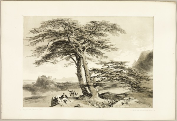 Cedars of Lebanon, from The Park and the Forest, 1841.