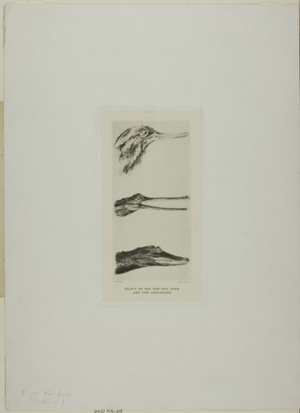 Heads of Saw-Bill Duck and Two Crocodiles, n.d.
