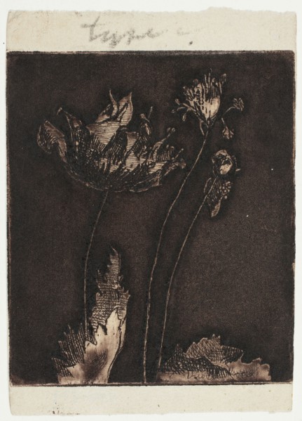 Last Poppies, 1897.