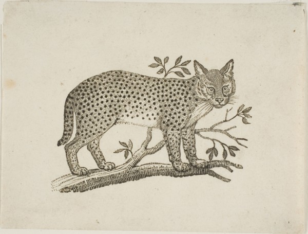 The Serval, n.d.