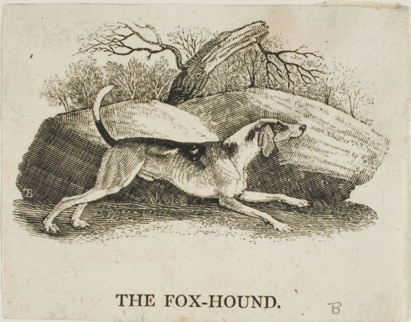 Fox Hound, n.d.