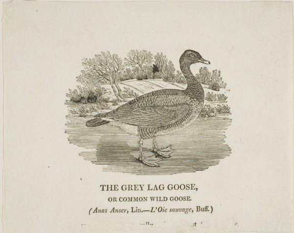 Grey Lag Goose, n.d.