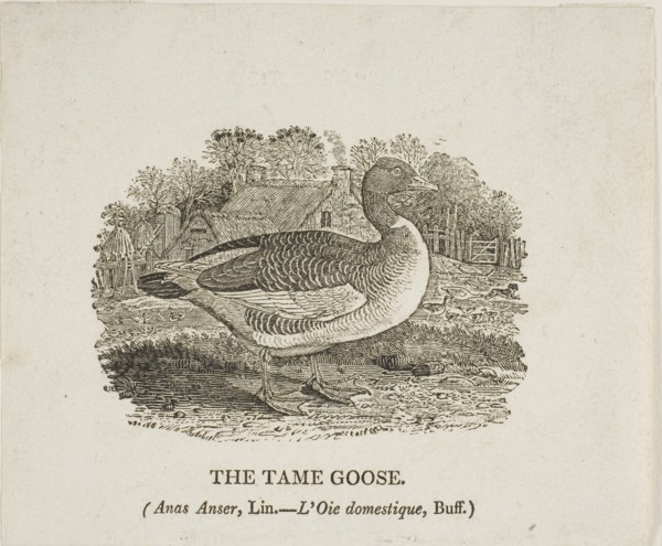 Tame Goose, n.d.