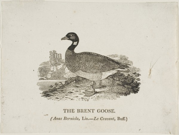 Brent Goose, n.d.