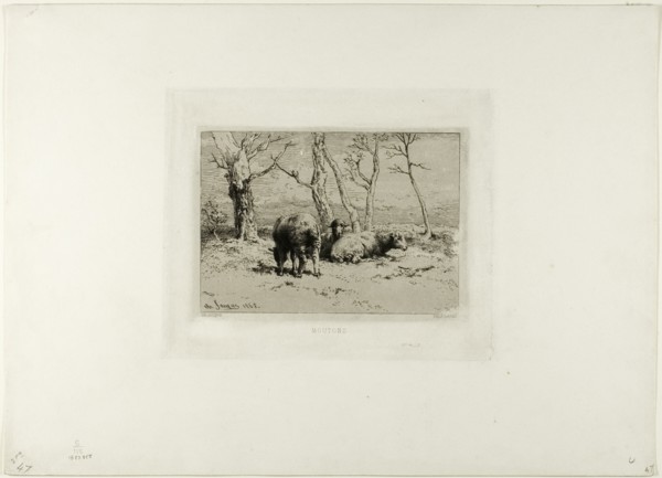 Sheep, 1868.