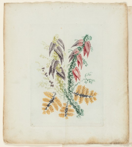 Plate, from New Suite of Notebooks of Ideal Flowers for Use by Draftsmen and Painters, c. 1795. Creator: Anne Allen.