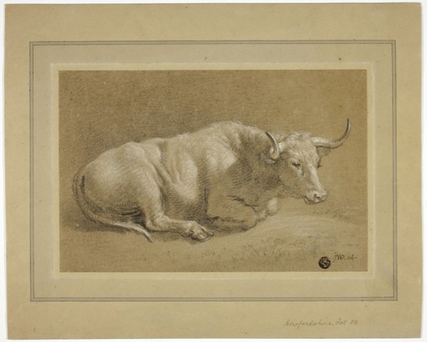 Herefordshire Fat Ox, n.d. Creator: James Ward.